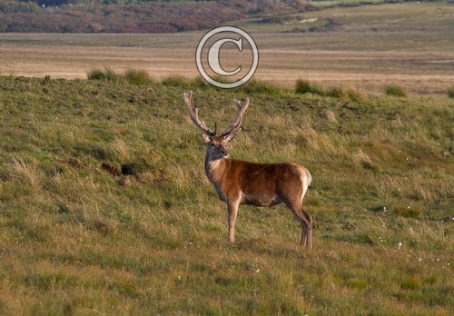 Red Stag in Velvet DM1113